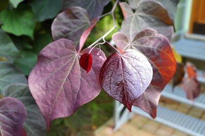 Cercis canadensis 'Forest Pansy' - zmarlika kanadská - listy léto